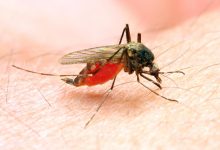Treatment for Malaria and Dengue Differ?