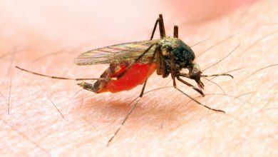 Treatment for Malaria and Dengue Differ?