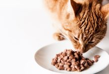 A Guide to the Best Low Carb Cat Food