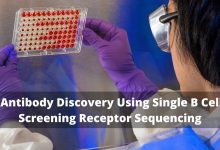 Antibody Discovery Using Single B Cell Screening