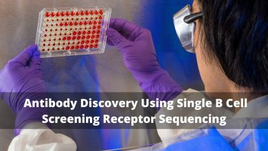 Antibody Discovery Using Single B Cell Screening