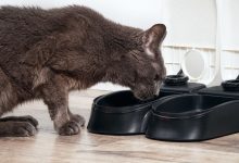 How To Automatically Feed Your Cat With A Feeding Machine