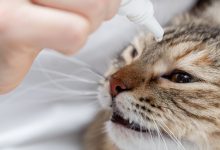 How To Make Eye Drops For Cats - Efficiently And With safety In mind