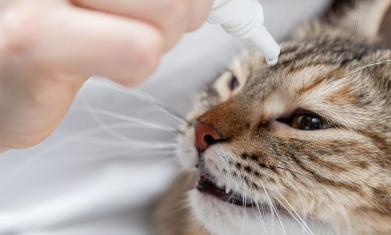 How To Make Eye Drops For Cats - Efficiently And With safety In mind