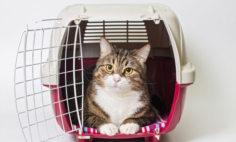 How to choose the right carrier for your cat