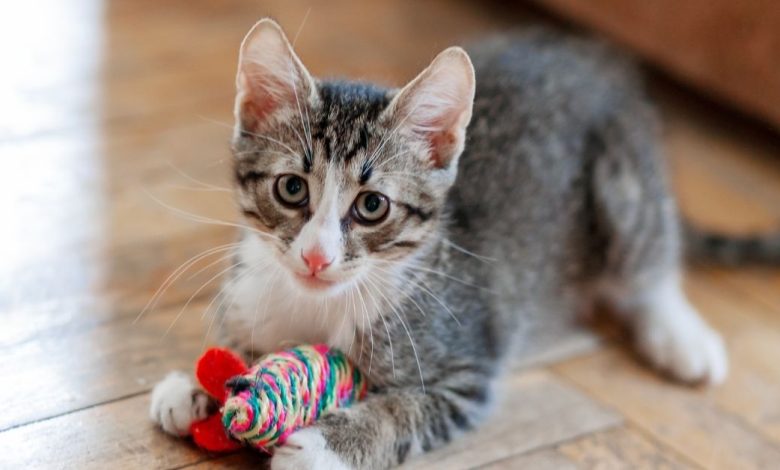 The Best Cat chew toys For Cats Who Like To chew On Things