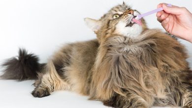 The Truth About Cat Toothpastes - How to Choose the Right One