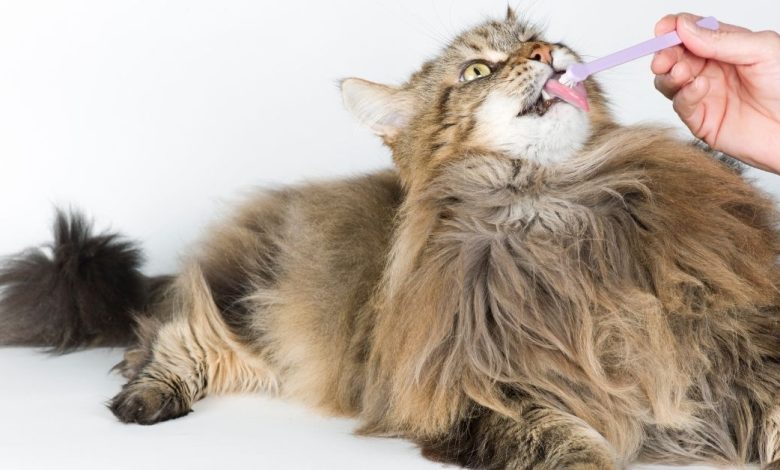 The Truth About Cat Toothpastes - How to Choose the Right One