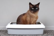 How to Keep Your Cat's Litter clean and odorless With This Simple Trick