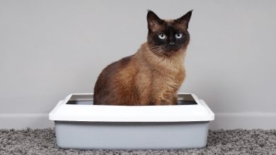 How to Keep Your Cat's Litter clean and odorless With This Simple Trick