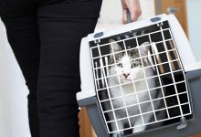 Petmate Cat Carrier - The Best Way to Transport Furry Friends