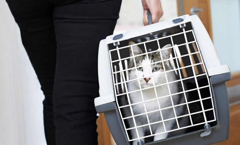 Petmate Cat Carrier - The Best Way to Transport Furry Friends