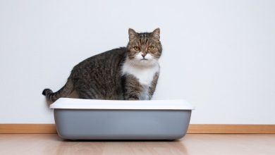 The Best Sifting Cat Litter Boxes For A Clean And Fresh Home