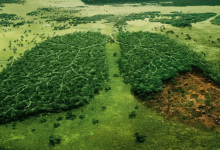 Human Impacts on Forests