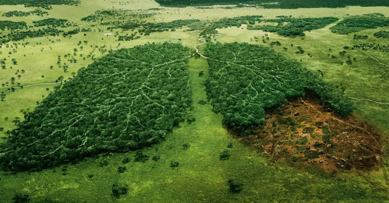 Human Impacts on Forests