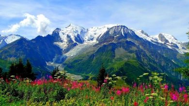 Should you really visit the Valley of Flowers?