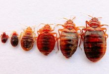 bed bug treatment brisbane