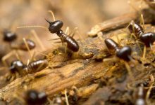 termite pest control brisbane