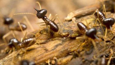 termite pest control brisbane